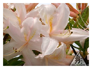 AZALEA x 'White Lights'